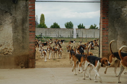 Hundemeute