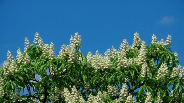 blooming chestnut tree
