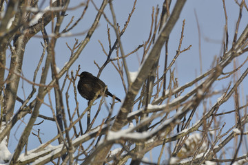 Blackbird