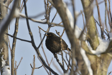 Blackbird