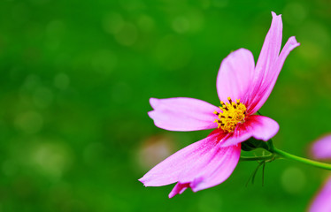 Pink Cosmos flower isolated.