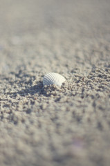 Muschel auf grobkörnigem Sand