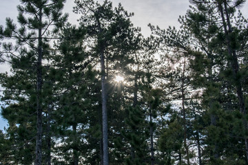 Pine forest. Close up pine bark with shallow dof.