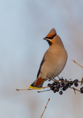 Bohemian Waxwing - Bombycilla garrulus