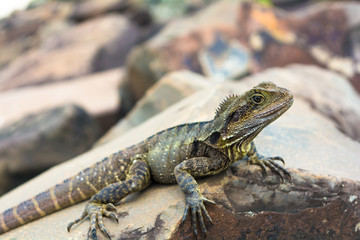 Side view of the water dragon on rocks on the beach