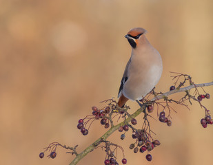 Bohemian Waxwing - Bombycilla garrulus