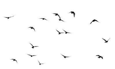 Obraz premium stado gołębi na białym tle
