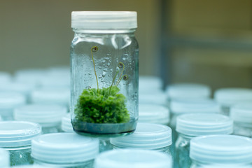 Plant tissue culture in the laboratory.	