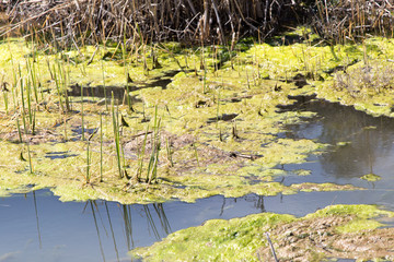 algae in the river