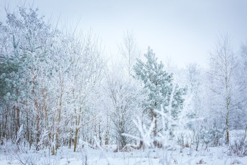 Fototapeta na wymiar Polish winter landscape