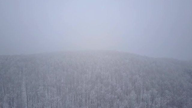 4k footage, aerial drone point of view descending form misty sky to snow covered trees of beech forest
