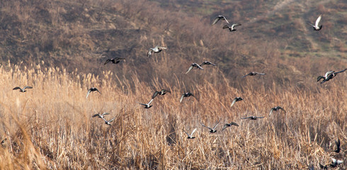 a flock of pigeons in flight