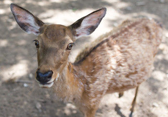 portrait of a young deer in zoo