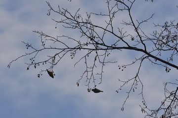 Bunting