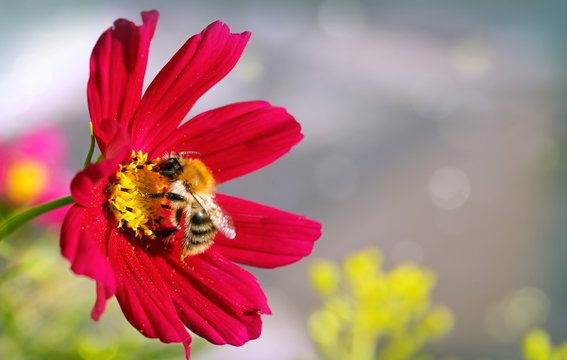 Fototapeta Bee on red Cosmos flower.