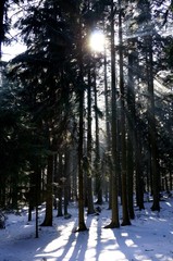 Sonnenstrahlen durchdringen Wald