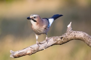 Eurasian jay - Garrulus glandarius, sitting on a branch  . Wildlife. Europe, countries Slovakia.