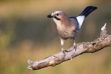 Eurasian jay - Garrulus glandarius, sitting on a branch  . Wildlife. Europe, countries Slovakia.
