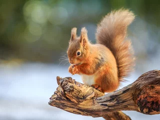 Zelfklevend Fotobehang Eekhoorn Rd squirrel feeding in Winter, County of Northumberland, England