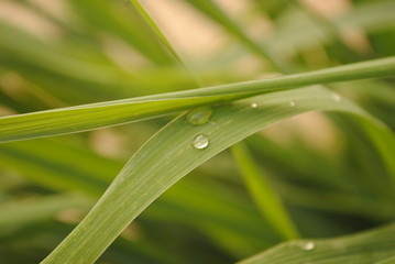 citronella