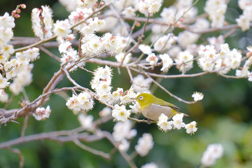 皇居東御苑の梅とメジロ