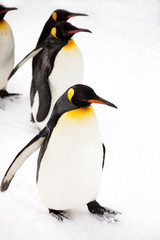 Fototapeta na wymiar Penguins