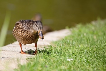 Europe, country Slovakia. Beautiful Wild duck stands on the bank of the river.