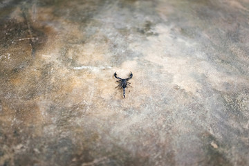 Scorpio on the concrete floor