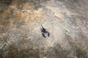 Scorpio on the concrete floor