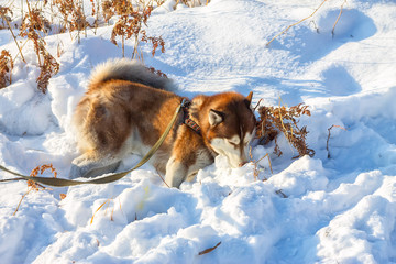 red husky on a leash to the harness lying in the snow