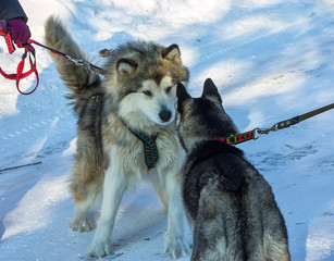 Alaskan Malamute and Husky are opposite preparing to fight