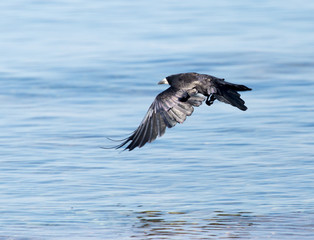 Black crow in flight Sea