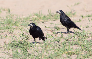 black crow on the sand