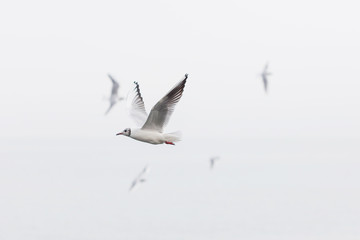 Grey-Headed seagull soaring over the cloudy sky