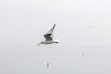Seagull catching bread in flight over the sea