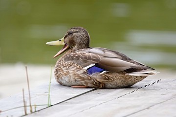 Europe, country Slovakia. Beautiful Wild duck stands on the bank of the river.