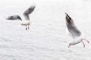 Seagulls flying over the sea