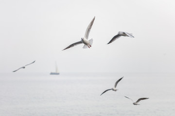 Seagulls flying over the sea with ship on the background