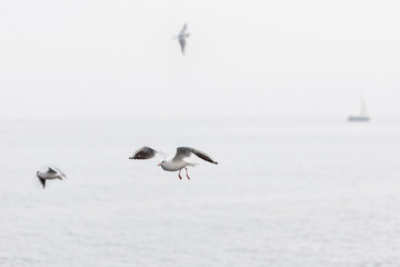 Seagulls soaring over the sea