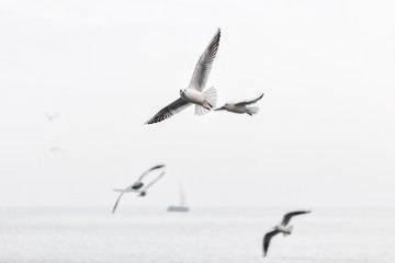 Seagulls flying over the sea with ship on the background