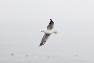 Seagull soaring over the sea