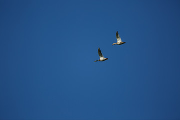 Anas platyrhynchos flying in couple