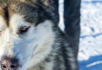 Alaskan Malamute dog portrait in front camera