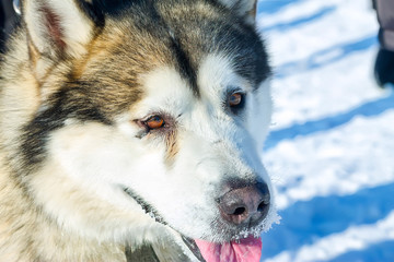 Alaskan Malamute dog portrait in front camera