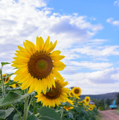 Sunflower field in a shiny day with blue sky