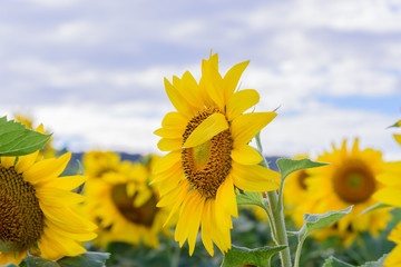 Sunflower field in a shiny day 