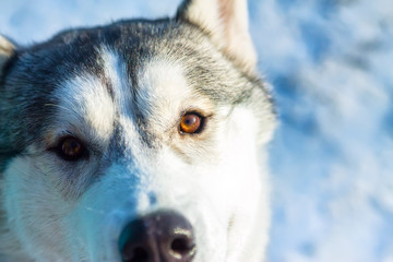 Obraz premium Alaskan Malamute dog portrait in front camera