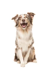 Crédence de cuisine en verre imprimé Chien Cute sitting smiling australian shepherd facing the camera with its mouth open seen from the front on a white background