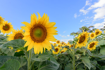 Sunflower field during shiny day with blue sky
