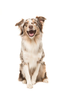 Fototapeta Cute sitting smiling australian shepherd facing the camera with its mouth open seen from the front on a white background